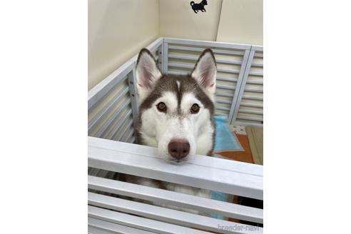 ののシベリアンハスキー-